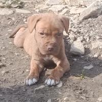 Cucciolo maschio di Red nose