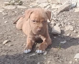 Cucciolo maschio di Red nose