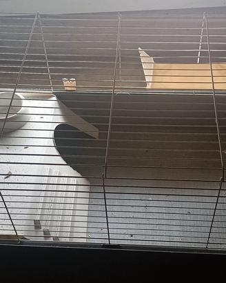 Gabbie conigli, cavie, quaglie 