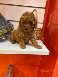 Barboncino Toy femmina Red