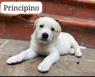 Adozione del cuore dalla Calabria