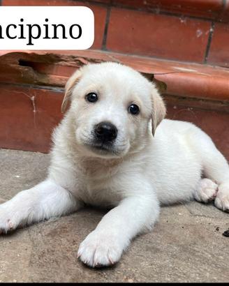 Adozione del cuore dalla Calabria