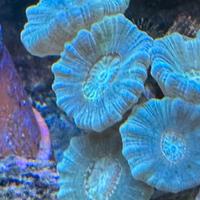 Acquario Marino coralli