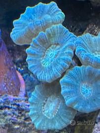 Acquario Marino coralli