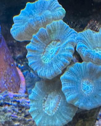 Acquario Marino coralli