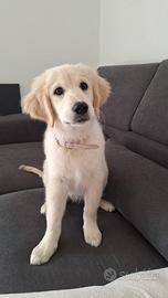 Cucciola di Golden Retriver