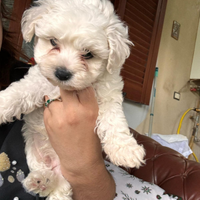 Cuccioli maltese