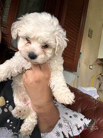 Cuccioli maltese