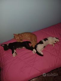 2 gattini