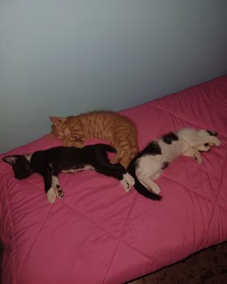 2 gattini