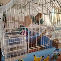 Inseparabili + gabbia