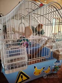 Inseparabili + gabbia