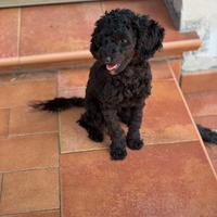 Barbone TOY (mini) femmina con pedigree