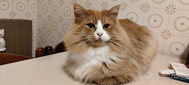 Gatto norvegese disponibile per monta