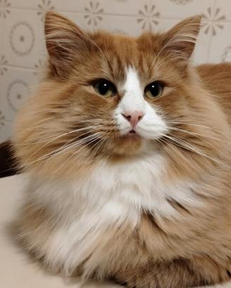 Gatto norvegese disponibile per monta