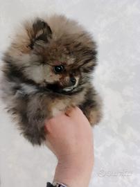 Volpino Pomerania Maschio