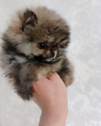 Volpino Pomerania Maschio