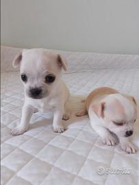 Chihuahua Toy bianchi mini