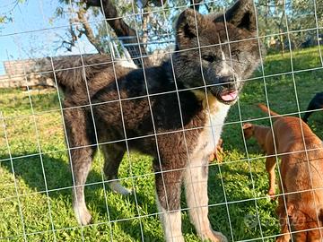 Akita Inu con pedigree ENCI