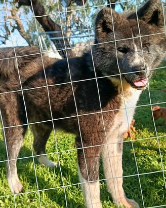 Akita Inu con pedigree ENCI