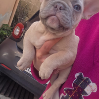 Maschietto è femminuccia di bulldog francese