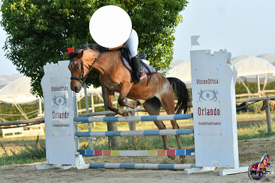 Cavalla Salto ostacoli brevetto