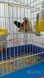 Diamanti del gould