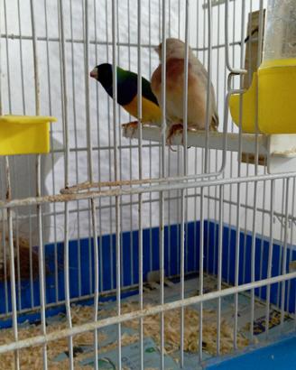 Diamanti del gould