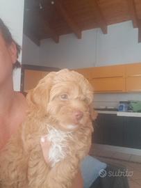 Maltipoo