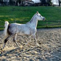 Purosangue Arabo cavallo