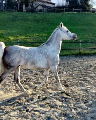 Purosangue Arabo cavallo