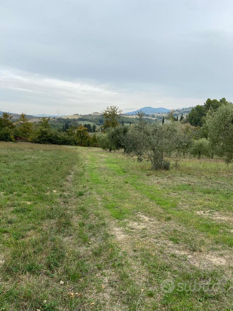 Uliveto a Lugnano in Teverina - Vista 3