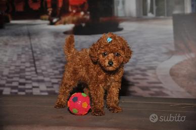 Barboncino mini toy