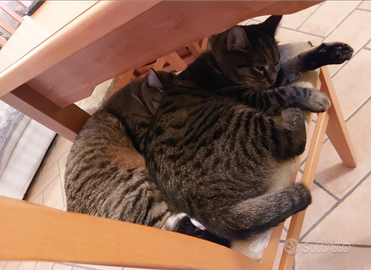 In adozione (gattine)