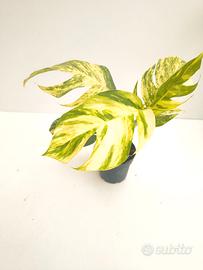 Epipremnum cintho goldfinger