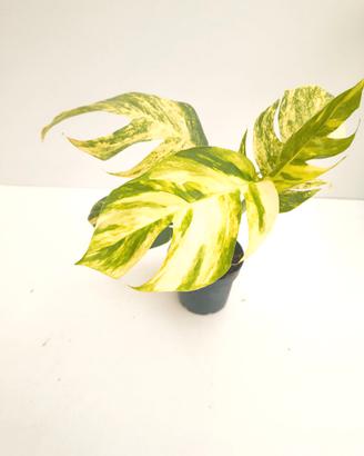 Epipremnum cintho goldfinger