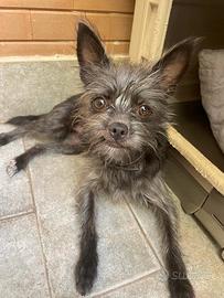 Cucciola incrocio chihuahua