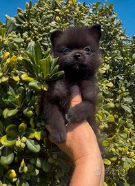 spitz maschio 