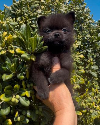 spitz maschio 