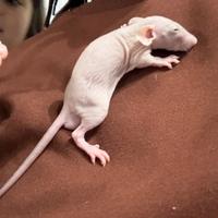Ratti domestici con pedigree