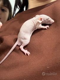 Ratti domestici con pedigree