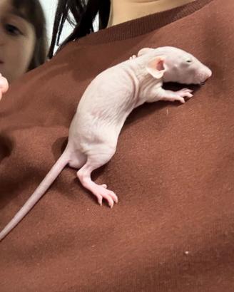 Ratti domestici con pedigree