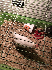 Pulcinotti penso galletti