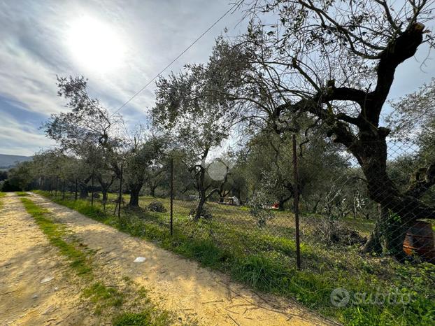 TER. AGRICOLO A FAUGLIA