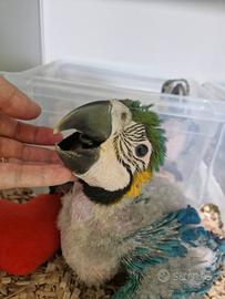 Pappagallo Ara Ararauna