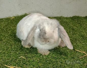 Coniglio nano ariete