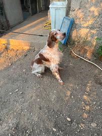 Setter inglese