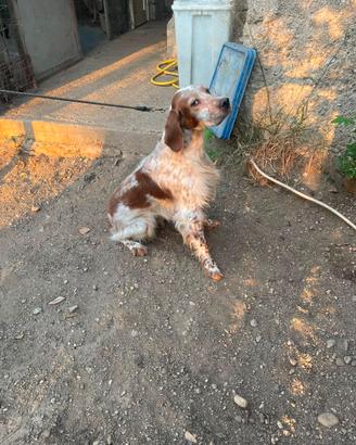 Setter inglese