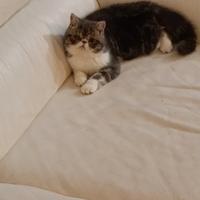 Exotic shorthair