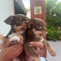 Chihuahua pedigree enci